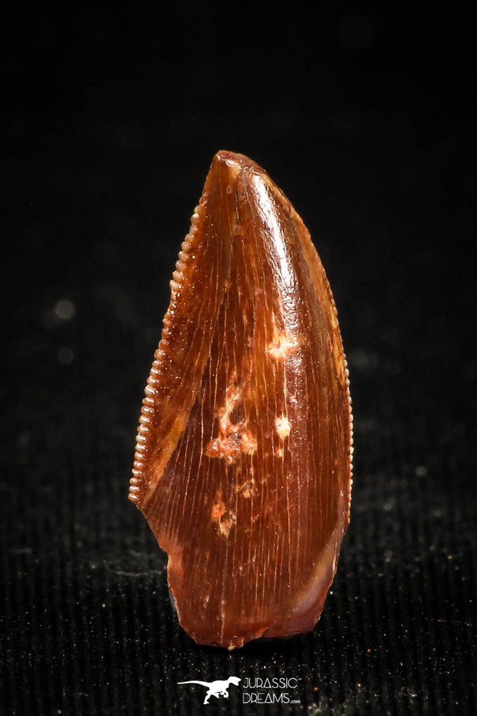 04923 - Nice Serrated 0.71 Inch Abelisaur Dinosaur Tooth Cretaceous KemKem Beds