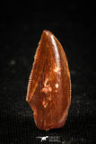 04923 - Nice Serrated 0.71 Inch Abelisaur Dinosaur Tooth Cretaceous KemKem Beds