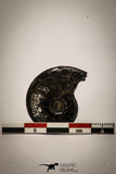 22405 - Beautiful Pyritized 1.25 Inch Unidentified Lower Cretaceous Ammonites