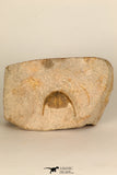 30695 - Beautiful 0.67 Inch Onnia sp Ordovician Trilobite