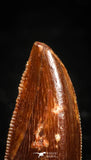 04923 - Nice Serrated 0.71 Inch Abelisaur Dinosaur Tooth Cretaceous KemKem Beds