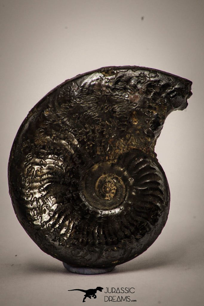 22405 - Beautiful Pyritized 1.25 Inch Unidentified Lower Cretaceous Ammonites