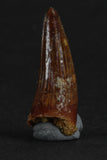 88016 - Beautiful 0.94 Inch Juvenile Spinosaurus Dinosaur Tooth