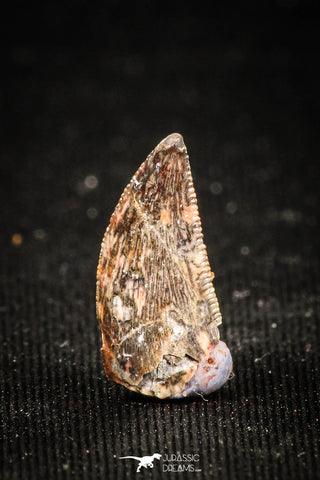 04924 - Nice Serrated 0.53 Inch Abelisaur Dinosaur Tooth Cretaceous KemKem Beds