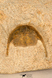 30695 - Beautiful 0.67 Inch Onnia sp Ordovician Trilobite