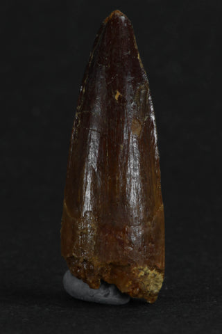 88017 - Beautiful 1.25 Inch Juvenile Spinosaurus Dinosaur Tooth
