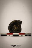 22406 - Beautiful Pyritized 1.04 Inch Unidentified Lower Cretaceous Ammonites