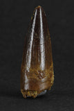 88017 - Beautiful 1.25 Inch Juvenile Spinosaurus Dinosaur Tooth