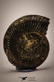 22406 - Beautiful Pyritized 1.04 Inch Unidentified Lower Cretaceous Ammonites