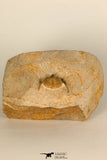 30695 - Beautiful 0.67 Inch Onnia sp Ordovician Trilobite