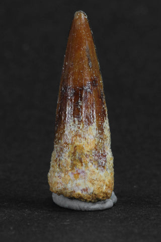 88018 - Beautiful 1.00 Inch Juvenile Spinosaurus Dinosaur Tooth