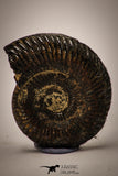 22406 - Beautiful Pyritized 1.04 Inch Unidentified Lower Cretaceous Ammonites