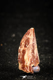 04925 - Nice Serrated 0.56 Inch Abelisaur Dinosaur Tooth Cretaceous KemKem Beds