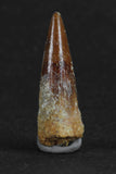 88018 - Beautiful 1.00 Inch Juvenile Spinosaurus Dinosaur Tooth