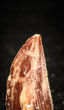 04925 - Nice Serrated 0.56 Inch Abelisaur Dinosaur Tooth Cretaceous KemKem Beds