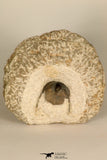 30696 - Top Quality 0.76 Inch Onnia sp Ordovician Trilobite