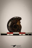 22407 - Beautiful Pyritized 1.14 Inch Goniatite Devonian Cephalopod