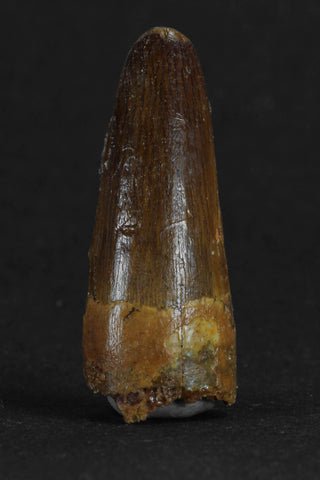 88019 - Beautiful 1.32 Inch Juvenile Spinosaurus Dinosaur Tooth