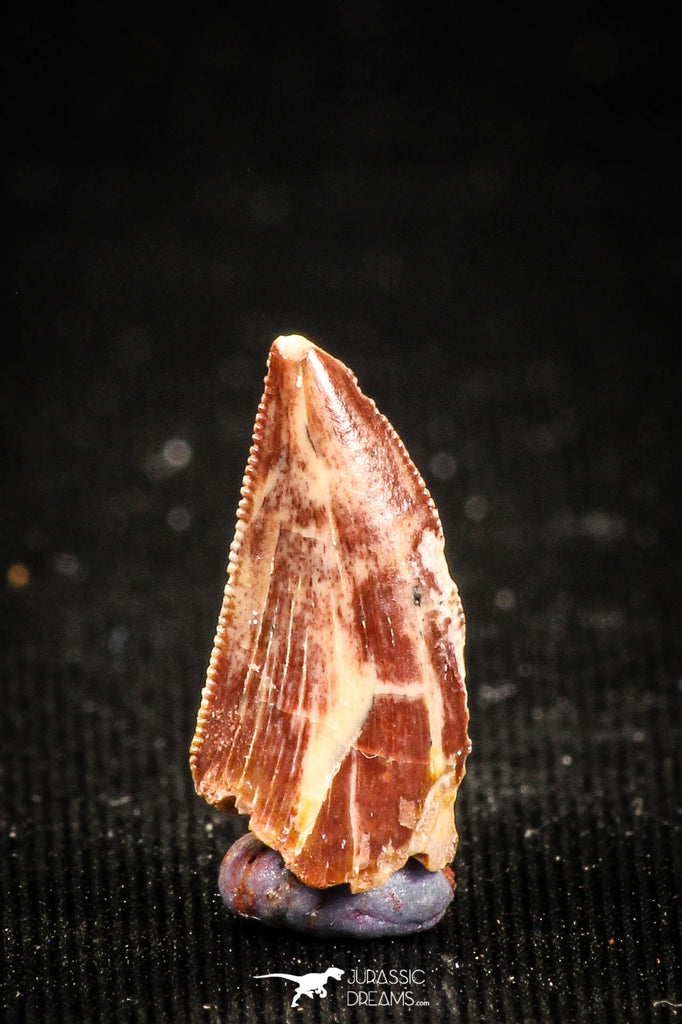 04925 - Nice Serrated 0.56 Inch Abelisaur Dinosaur Tooth Cretaceous KemKem Beds