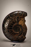 22407 - Beautiful Pyritized 1.14 Inch Goniatite Devonian Cephalopod