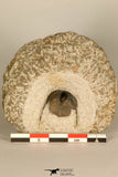 30696 - Top Quality 0.76 Inch Onnia sp Ordovician Trilobite