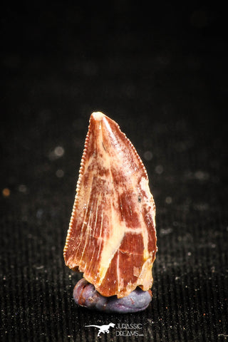 04925 - Nice Serrated 0.56 Inch Abelisaur Dinosaur Tooth Cretaceous KemKem Beds