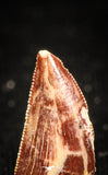 04925 - Nice Serrated 0.56 Inch Abelisaur Dinosaur Tooth Cretaceous KemKem Beds