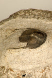 30696 - Top Quality 0.76 Inch Onnia sp Ordovician Trilobite