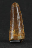 88019 - Beautiful 1.32 Inch Juvenile Spinosaurus Dinosaur Tooth