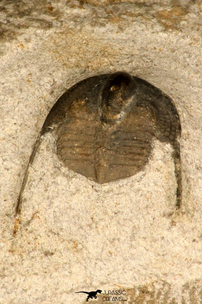 30696 - Top Quality 0.76 Inch Onnia sp Ordovician Trilobite