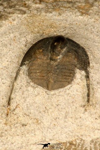 30696 - Top Quality 0.76 Inch Onnia sp Ordovician Trilobite