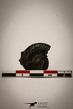 22408 - Nicely Preserved Pyritized 0.96 Inch Unidentified Lower Cretaceous Ammonites