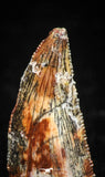 04926 - Nice Serrated 0.73 Inch Abelisaur Dinosaur Tooth Cretaceous KemKem Beds