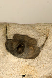 30696 - Top Quality 0.76 Inch Onnia sp Ordovician Trilobite