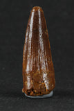 88020 - Beautiful 1.17 Inch Juvenile Spinosaurus Dinosaur Tooth