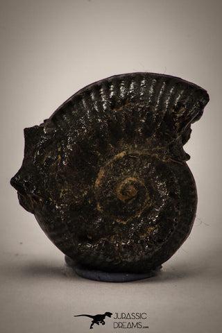 22408 - Nicely Preserved Pyritized 0.96 Inch Unidentified Lower Cretaceous Ammonites