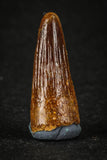 88012 - Beautiful 0.79 Inch Juvenile Spinosaurus Dinosaur Tooth