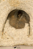 30696 - Top Quality 0.76 Inch Onnia sp Ordovician Trilobite