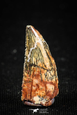 04926 - Nice Serrated 0.73 Inch Abelisaur Dinosaur Tooth Cretaceous KemKem Beds