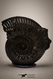 22408 - Nicely Preserved Pyritized 0.96 Inch Unidentified Lower Cretaceous Ammonites