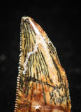 04926 - Nice Serrated 0.73 Inch Abelisaur Dinosaur Tooth Cretaceous KemKem Beds