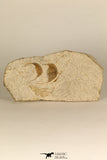 30697 - Beautiful Association of 2 Onnia sp Ordovician Trilobites