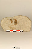 30697 - Beautiful Association of 2 Onnia sp Ordovician Trilobites