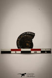 22409 - Well Preserved Pyritized 0.87 Inch Unidentified Lower Cretaceous Ammonites