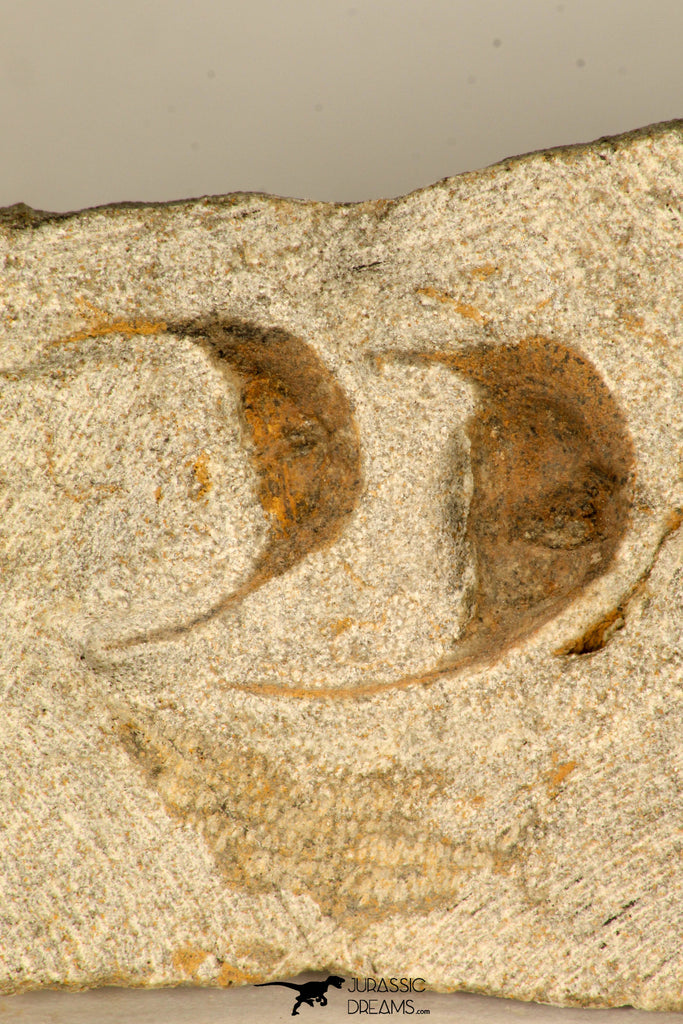 30697 - Beautiful Association of 2 Onnia sp Ordovician Trilobites