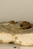 30697 - Beautiful Association of 2 Onnia sp Ordovician Trilobites
