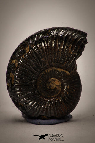 22409 - Well Preserved Pyritized 0.87 Inch Unidentified Lower Cretaceous Ammonites