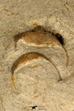 30697 - Beautiful Association of 2 Onnia sp Ordovician Trilobites