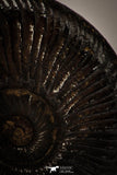 22409 - Well Preserved Pyritized 0.87 Inch Unidentified Lower Cretaceous Ammonites