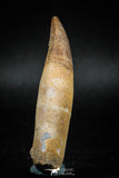 04927 - Finest Grade 2.60'' Dyrosaurus phosphaticus Huge Fully Rooted Tooth